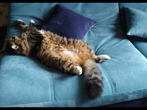 Как легко приучить котёнка или взрослую кошку к лотку.
