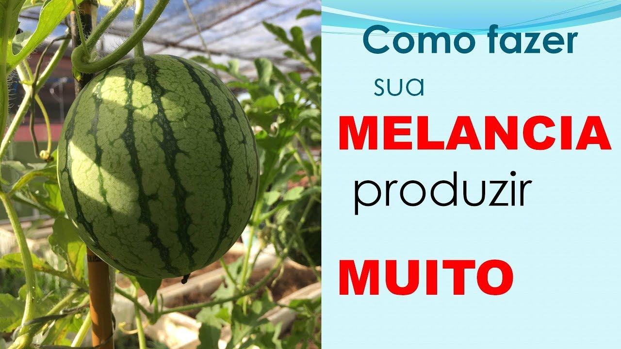 Como fazer sua MELANCIA produzir mais CULTIVO EM VASOS - YouTube