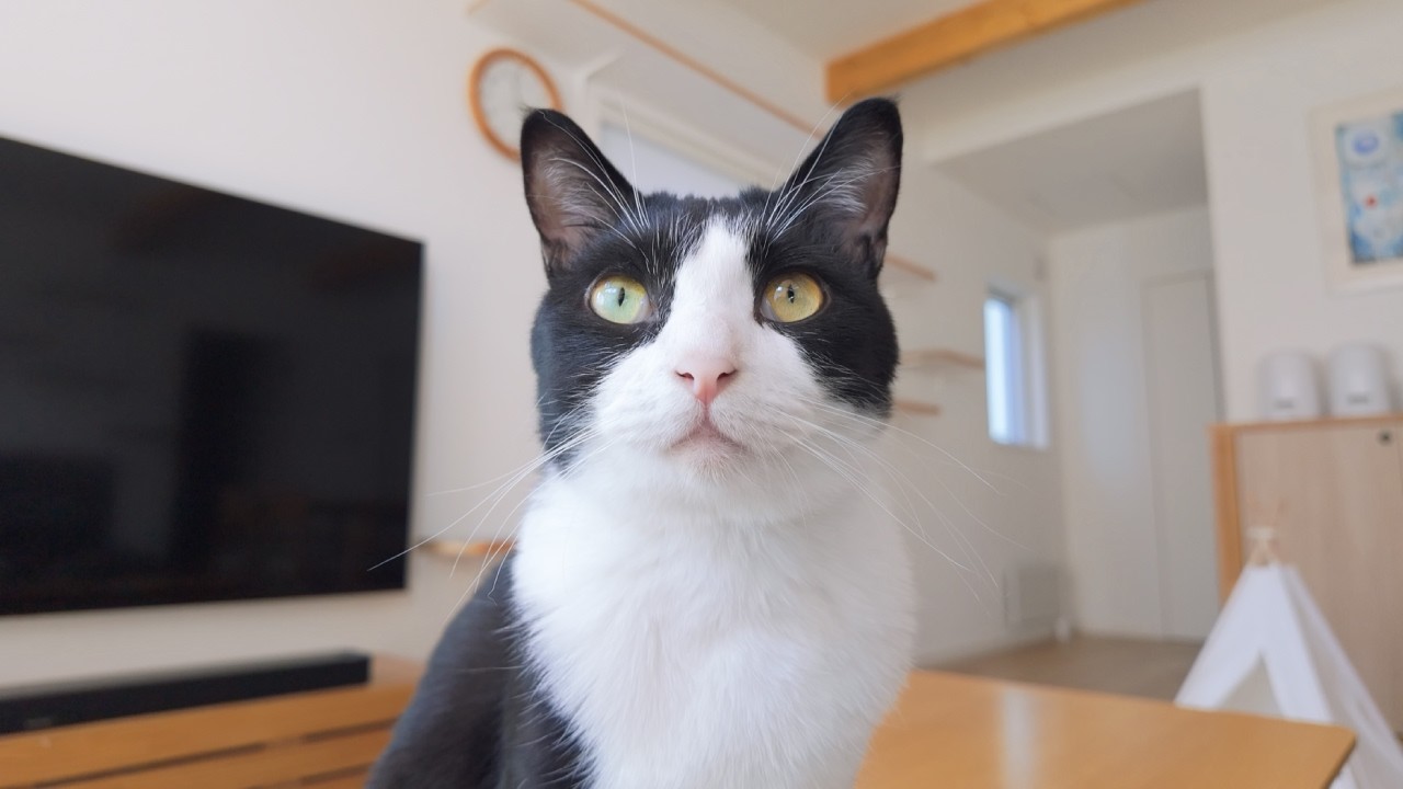お返事してくれる猫たちについ話しかけてしまう