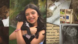 Miami Animal Rescue 2018