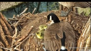 Decorah Goose Cam~Two Adorable Goslings Lay Next to Mom _4/23/24 by chickiedee64 383 views 2 weeks ago 5 minutes, 7 seconds