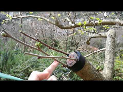 Video: Motivi per le foglie gialle sul gelso infruttuoso