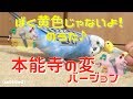 めちゃくちゃ喋るインコのピピによる「本能寺の変」の替え歌♪ / Budgie sing a parody of a song "The Honnoji Incident" [#052]
