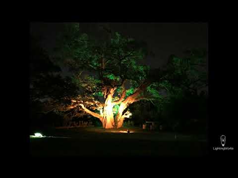 Cómo iluminar un árbol Part1
