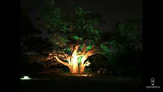 Cómo iluminar un árbol Part1 Luces Para Decorar Arboles Exterior