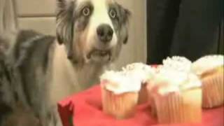 cupcake and dog