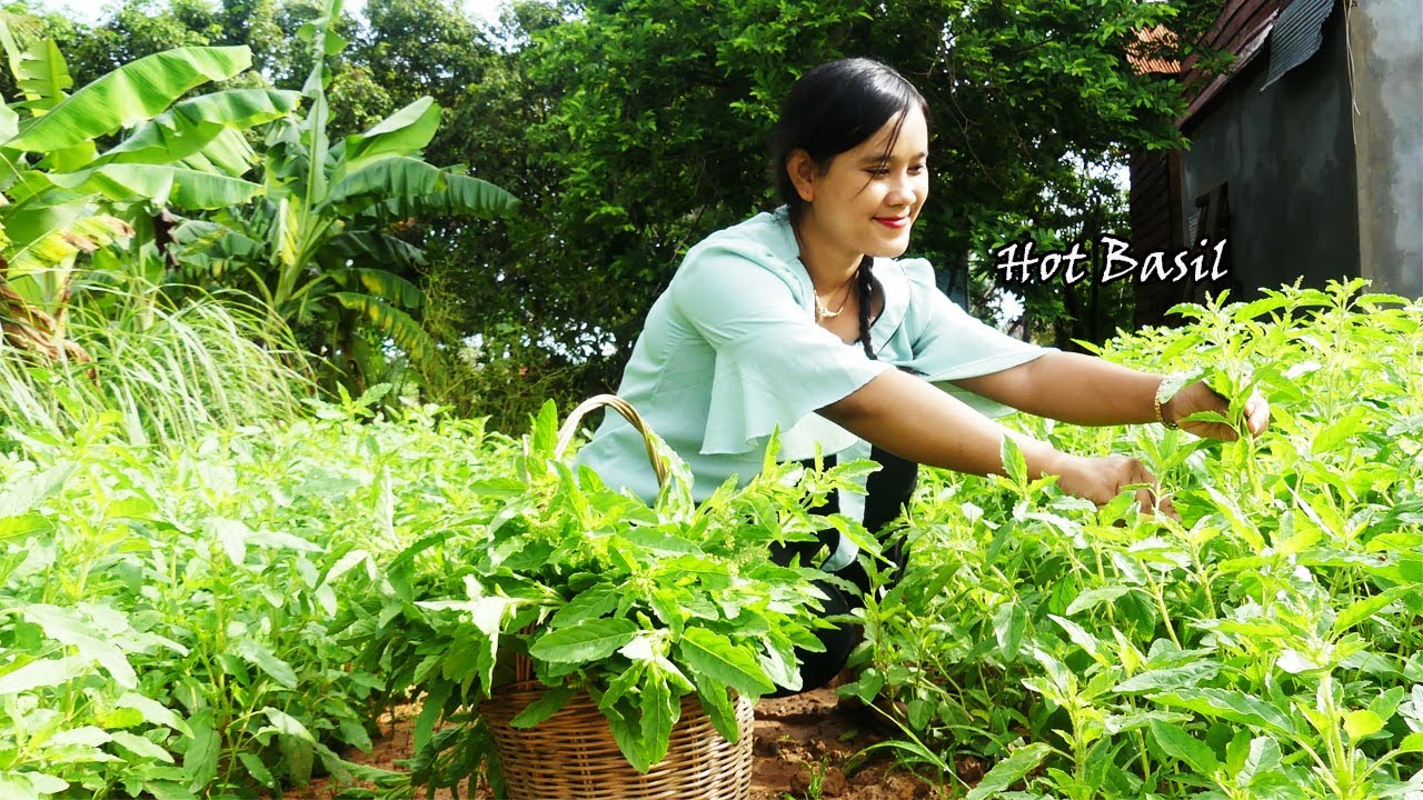 Hot Basil Chicken Recipe -Harvest Hot Basil At My Hometown Make Delicious Food