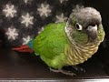 What is it like to live with a Green Cheek - Guide to Green Cheek Conure Behavior