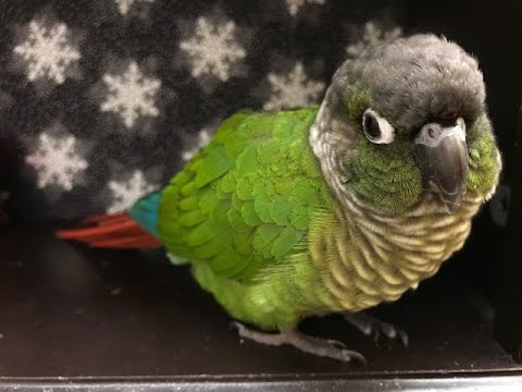 Video: Indian Ringneck Parakeet