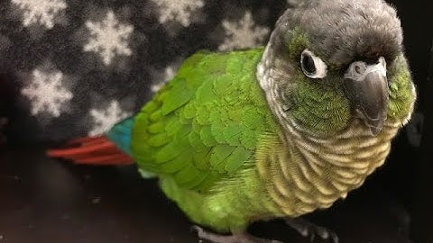 What is it like to live with a Green Cheek - Guide to Green Cheek Conure Behavior