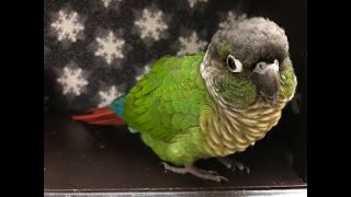 What is it like to live with a Green Cheek  Guide to Green Cheek Conure Behavior