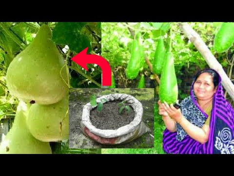 ভিডিও: খোলা মাঠে গ্লাদিওলি: রোপণ এবং যত্ন, যখন রোপণ করতে হবে এবং কেবল নয়