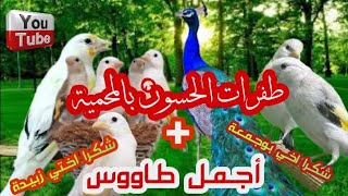 طفرات الحسون بأحسن محمية اللهم بارك +اجمل طاووس واحسن طفرات الكناري 