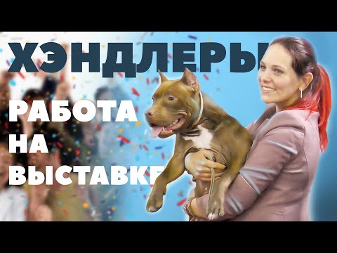 Видео: Как много вы знаете о крупнейшей в мире выставке собак?