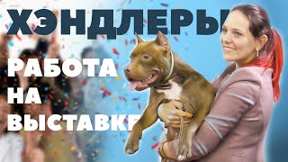 О работе Хендлеров - Выставка собак - Чемпионат IKU