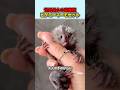 世界最小の真猿類【ピグミーマーモセット】#動物 #サル#豆知識#雑学 #猿