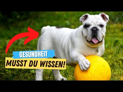 Video: Vom Tierarzt: 3 Dinge, die Sie über den Hintern Ihres Hundes wissen sollten