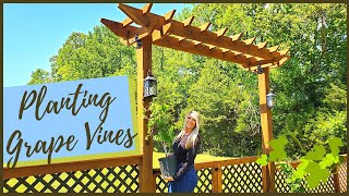 How To Plant And Train A New G Vine On An Arbor Muscadine Gs