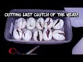 Cutting my Last Ball Python Clutch of the Year! Bamboos!