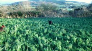 Doberman's Bella and Buddy playing chase in the field by jad4754 115 views 12 years ago 1 minute, 34 seconds