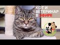 29.05.21 Ветеринар Сергей и кот Сэмыч отвечают на вопросы о кошках и собаках