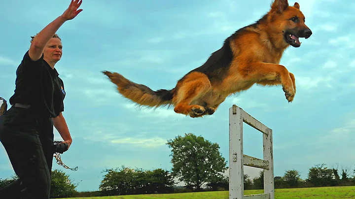 Top 10 Easiest Dog Breeds To Train