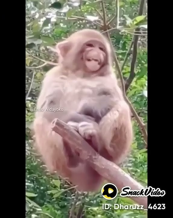 THR Ditunggu hewan 😂🤣😃