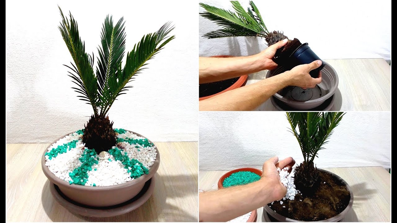 How to make Sago / Cycas palm like Bonsai