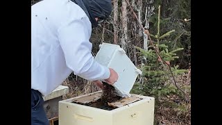 Releasing the Bees