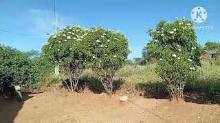 Lote A Venda No Sítio Riachão De Cima Sumé Pb 08042025