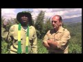 Gorilles de Montagne du Rwanda