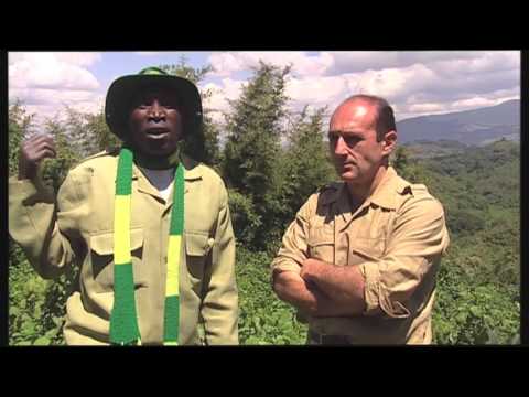 Vidéo: De Rares Jumeaux Gorilles De Montagne Nés Au Rwanda