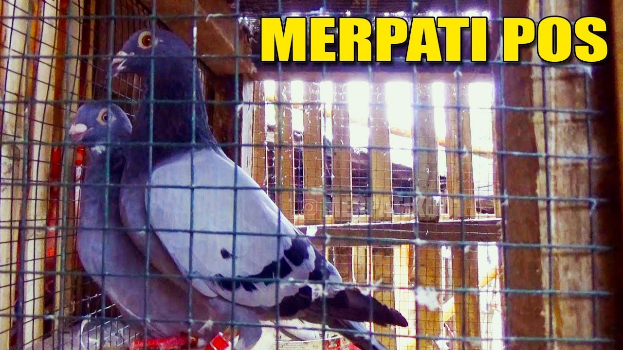 Apakah pigeon mengandung merkuri