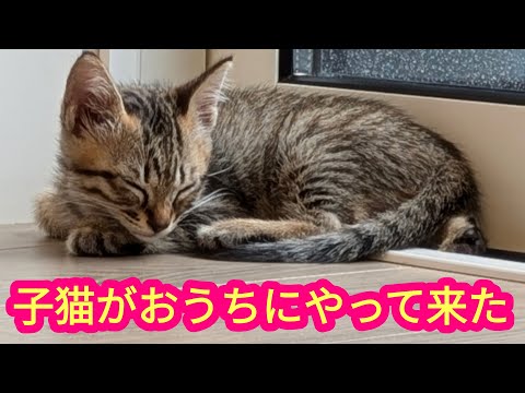 生後１か月の保護猫のほたてちゃんと暮らすことになりました。