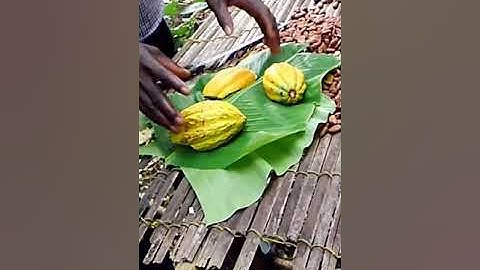 Watch How Cocoa 🍫 is Fermented in Ghana. #Ghana #TettehQuarshie #Cocoa #Farm #Africa #Agriculture