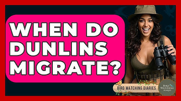 When Do Dunlins Migrate? - Bird Watching Diaries