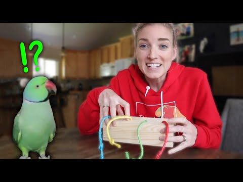 Giving My Indian Ringneck Parrot a New Toy!! (His Reaction!)