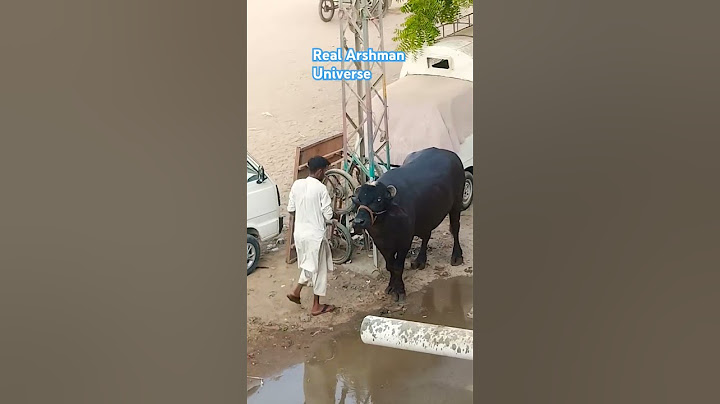Bado Badi Qurbani Mubarak Bakra Eid Mubarak Buffalo Qurbani Eid UL Adha Mubarak #badobadi #bakraeid