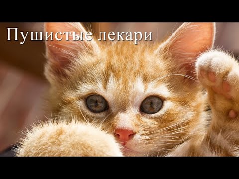 Кототерапия. Кошки лечат людей. Анималотерапия. Наука о кототерапии