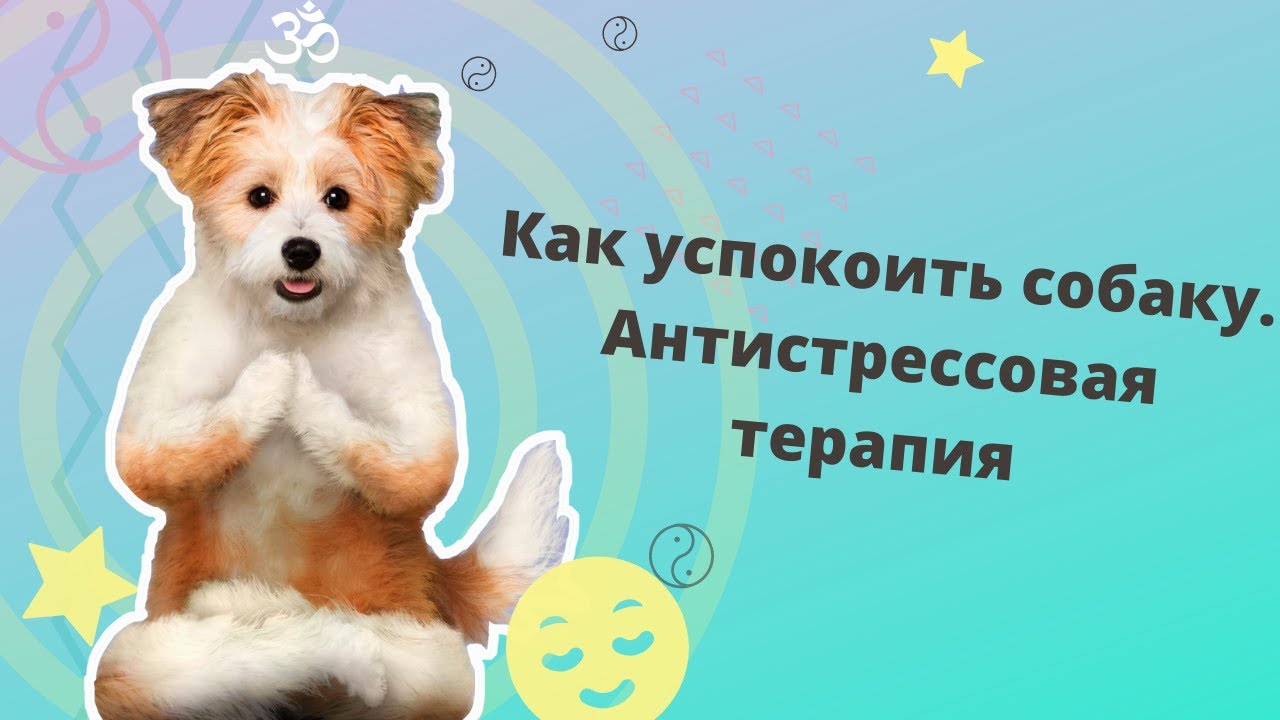 нервная улыбка у собак