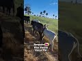 "¡Cuando El Ganado Quiere Pasear Antes De Entrar Al Corral! 😂🐂"