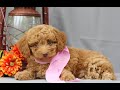 Mini Irish Doodle Puppies for Sale