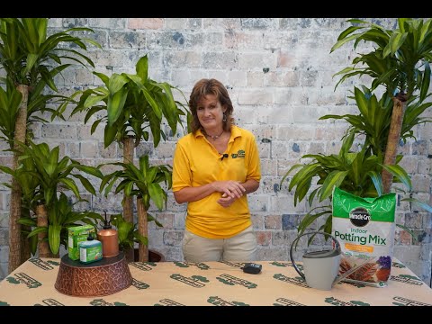 How to Care for a Corn Plant ENGLISH GARDENS