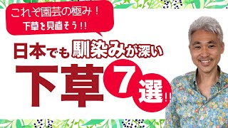 これぞ園芸の極み！下草を見直そう！！日本でも馴染みが深い下草7選！！