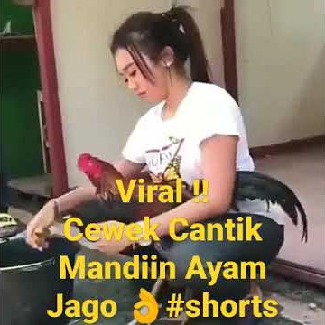 Viral Cewek Cantik Mandiin Ayam Jago#shorts