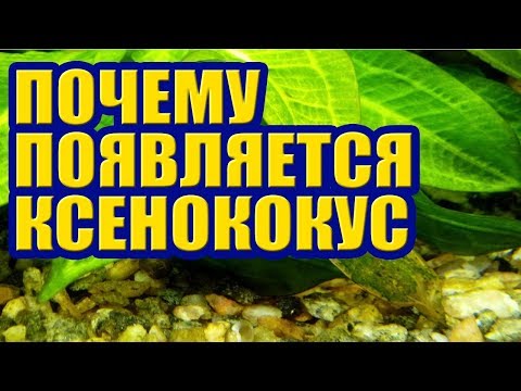 Почему появляется Ксенококус в Аквариуме. Зеленые точки, налет на листьях и Растениях