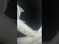 جنزير الموتوسيكل اخطر الأجزاء