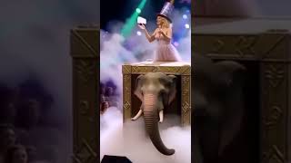 ✨ Magic Aunty & Elephant Shock Everyone | America’s Got Talent|#MagicAunty #ElephantMagic #MagicShow