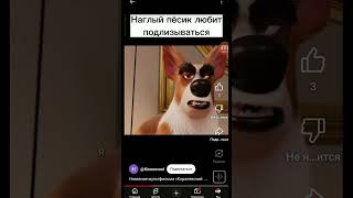 королевский корги 1 пёс