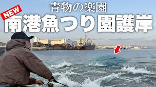 新しくなった南港魚つり園護岸を徹底解説、超最新の釣果情報です。
